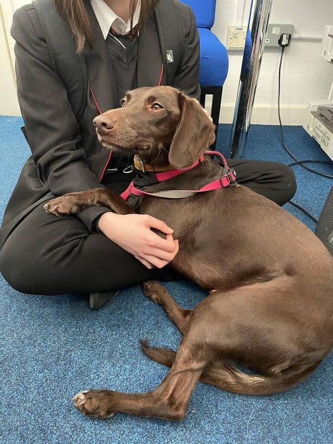 A Baxter Project companion dog resting on a pupil's lap
