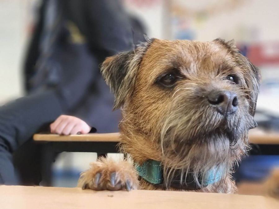 Baxter waiting patiently at a classroom desk
