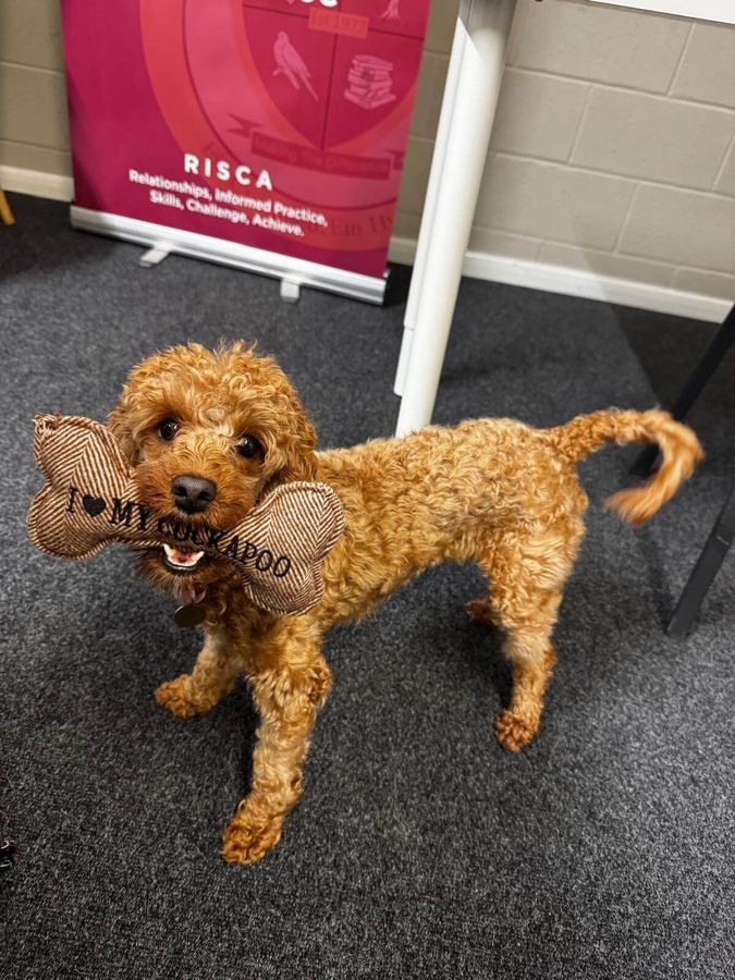 A Baxter Project companion dog beside a RISCA values banner