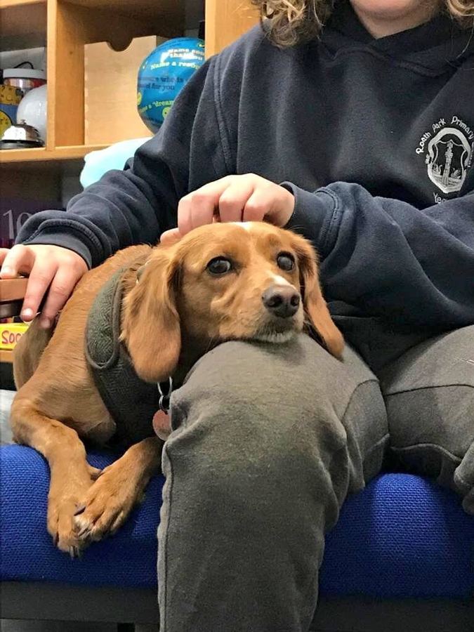 A Baxter Project companion dog with a pupil at Roath Park Primary School