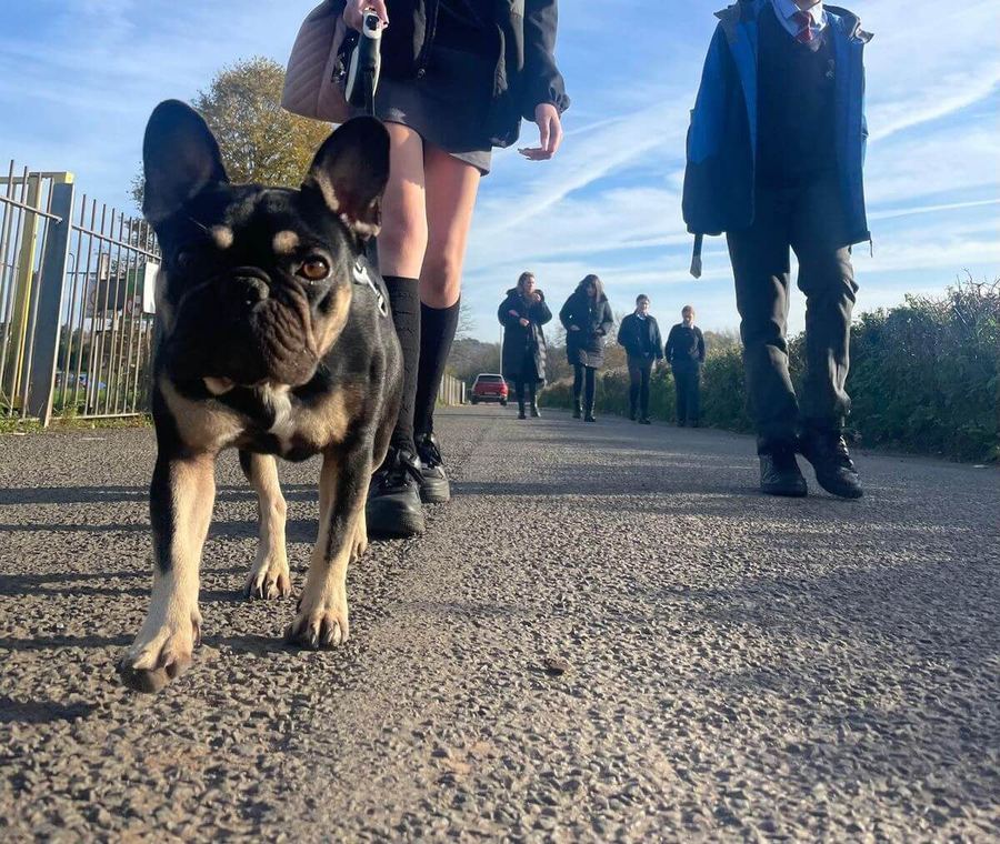 A Baxter Project companion dog on the school path