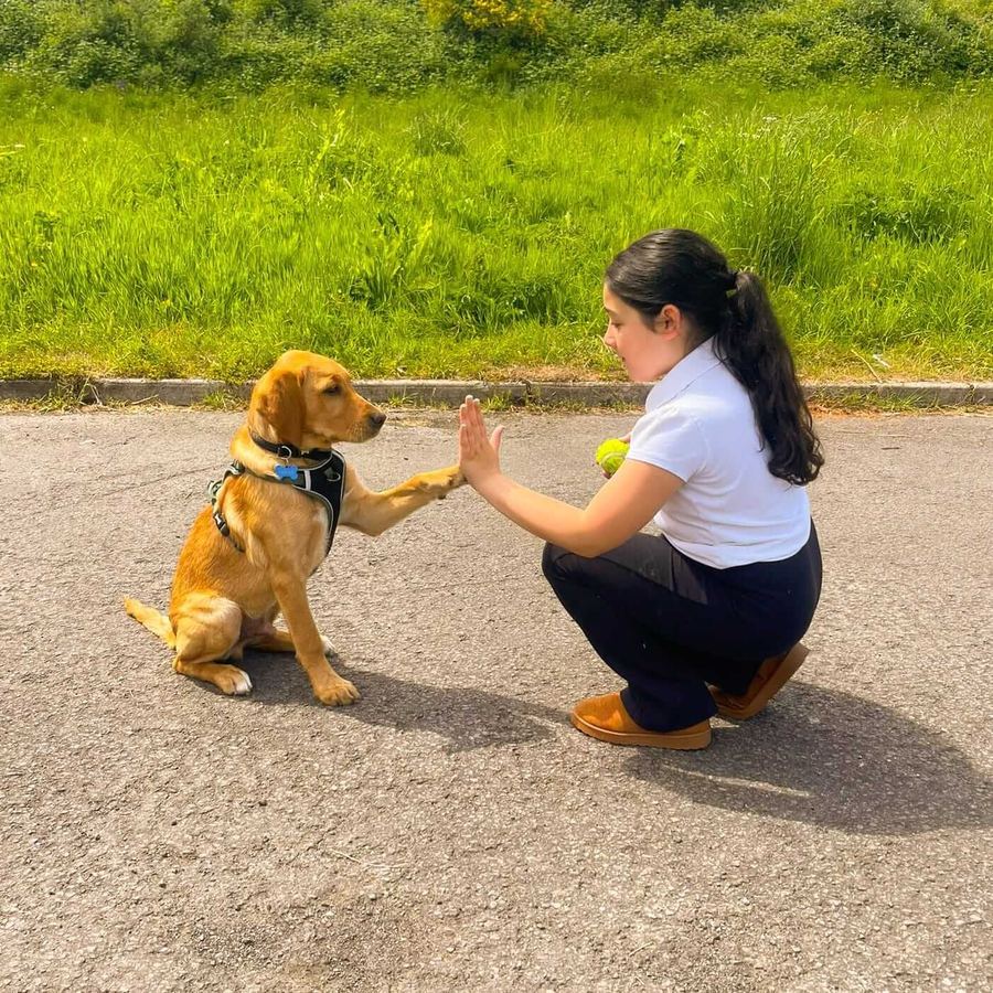 A practitioner training a young Baxter Project dog