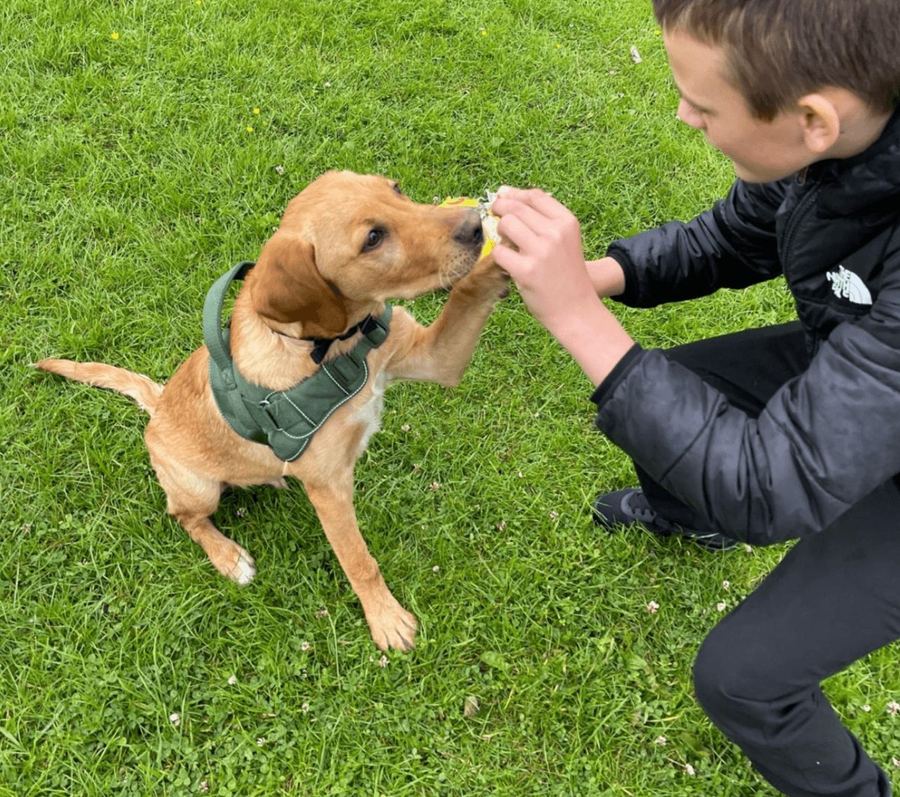 A pupil rewarding a Baxter Project companion dog