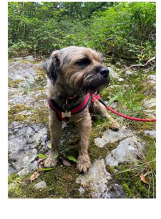 Baxter, on one of his regular walks between sessions