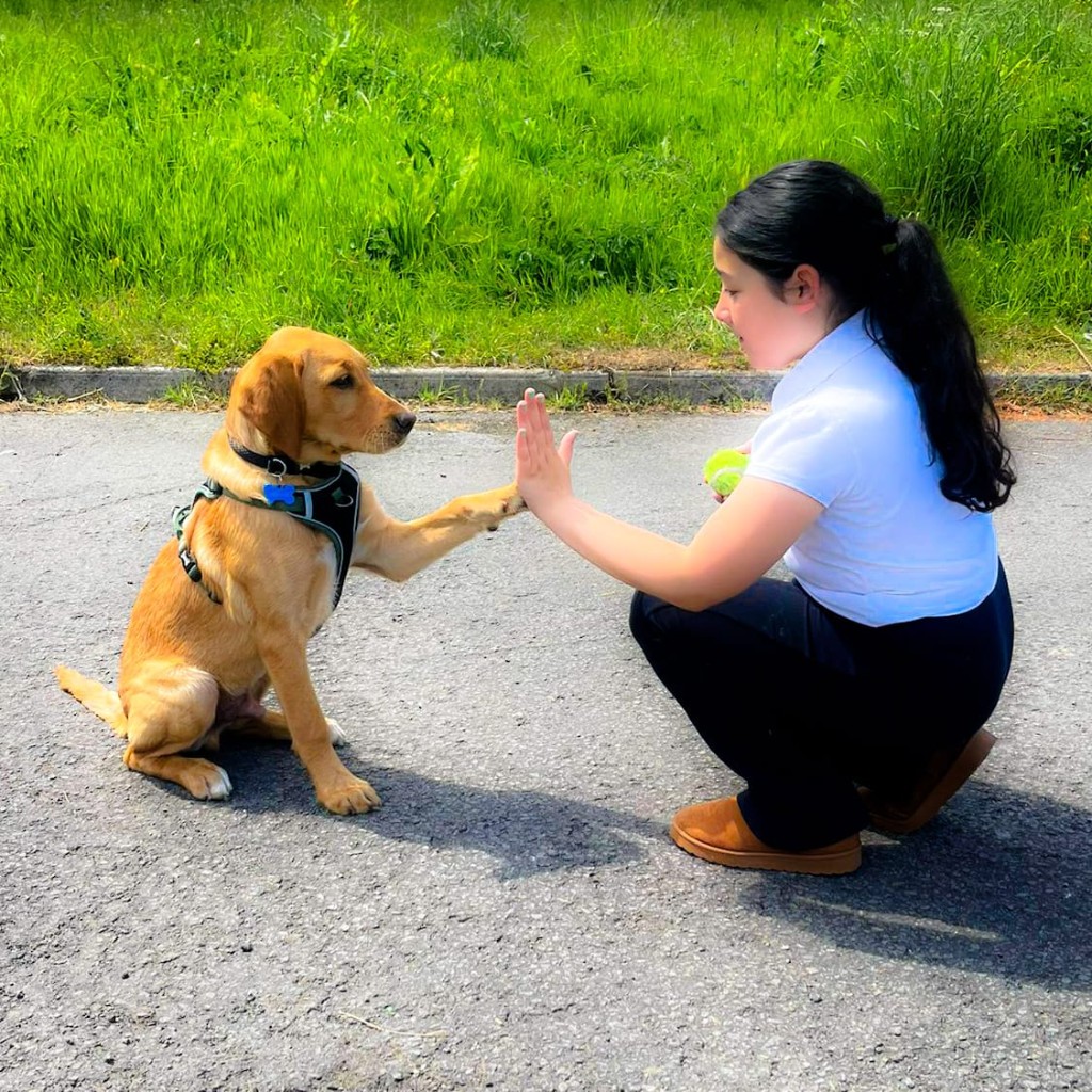 A young person giving a high-five to a dog during an outdoor support session